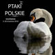 plakat_MGB-ptaki-polskie-----080